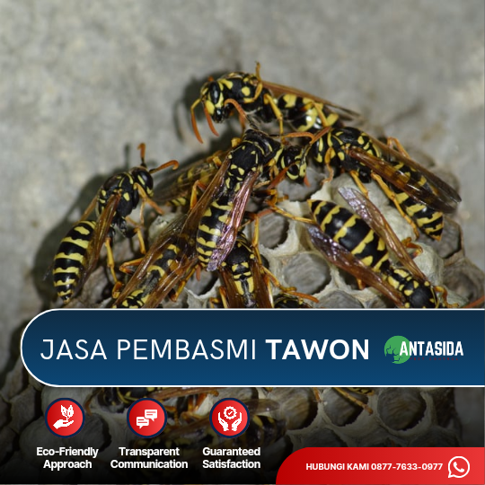 Jasa Pembasmi Tawon